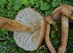 Hygrocybe ingrata