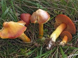 Hygrocybe punicea