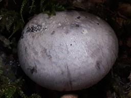 Cortinarius traganus