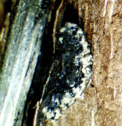 Hypoxylon fuscum
