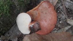 Fistulina hepatica