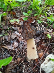 Morchella semilibera