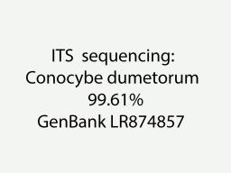 Conocybe dumetorum