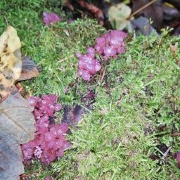 Ascocoryne sarcoides