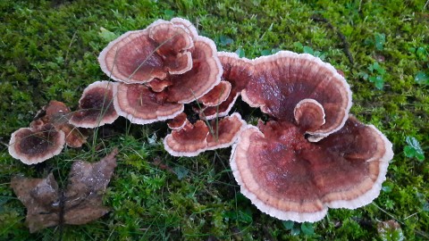 Abortiporus biennis