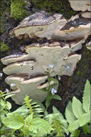 Vanderbylia fraxinea