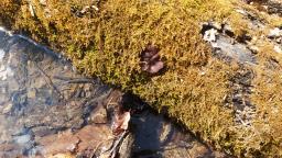 Pachyella aquatilis
