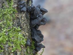 Exidia glandulosa