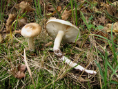 Tricholoma saponaceum