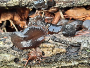 Exidia glandulosa