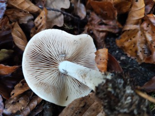 Hebeloma sinapizans
