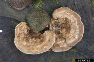 Trametes hirsuta