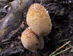 Coprinellus domesticus