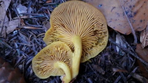 Tricholomopsis decora