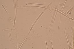 Poculum firmum