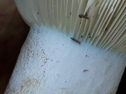 Russula ionochlora
