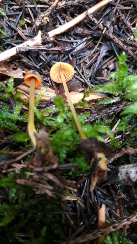 Mycena aurantiomarginata