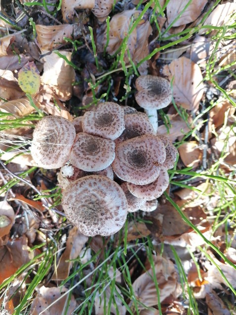 Armillaria ostoyae