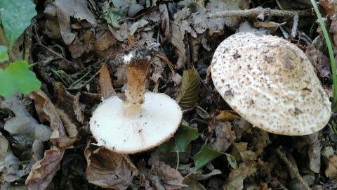 Echinoderma asperum