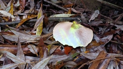 Sarcomyxa serotina