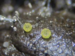 Ascobolus crenulatus