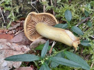 Tricholoma sulphureum