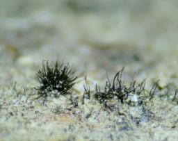 Helminthosporium juglandinum