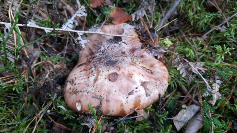 Tricholoma colossus