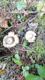 Geastrum triplex