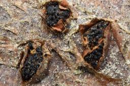 Sillia ferruginea