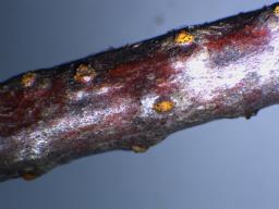 Wuestneia chrysostroma