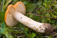 Cuphophyllus pratensis