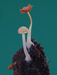 Lactocollybia epia