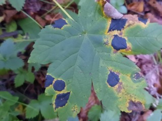 Rhytisma acerinum