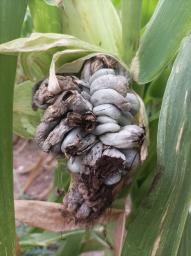 Mycosarcoma maydis