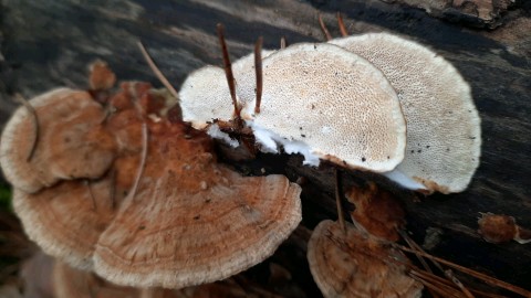 Trametes ochracea