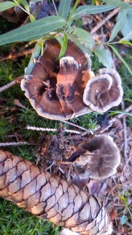 Onnia tomentosa