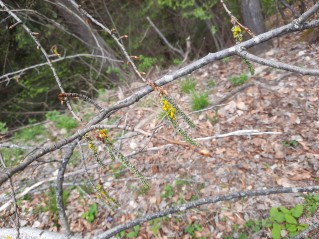 Taphrina johansonii