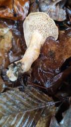 Hydnum rufescens