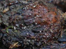 Brunnipila fuscescens