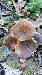Lyophyllum decastes