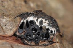 Diatrypella favacea