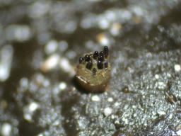 Ascobolus immersus