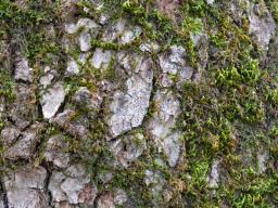 Acrocordia gemmata