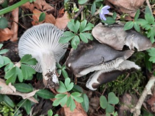 Hygrophorus marzuolus