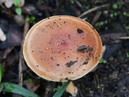 Pholiota carbonaria