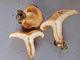 Lactarius pallidus