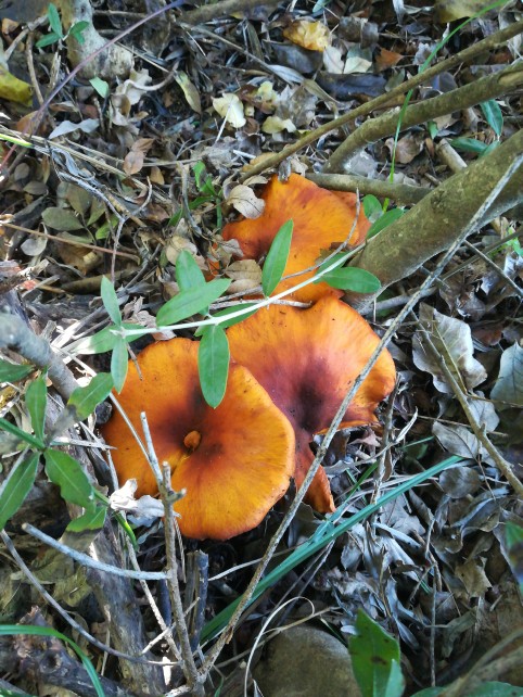 Omphalotus olearius