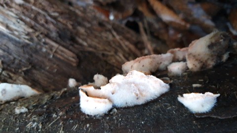 Phlebia tremellosa