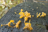 Guepiniopsis buccina